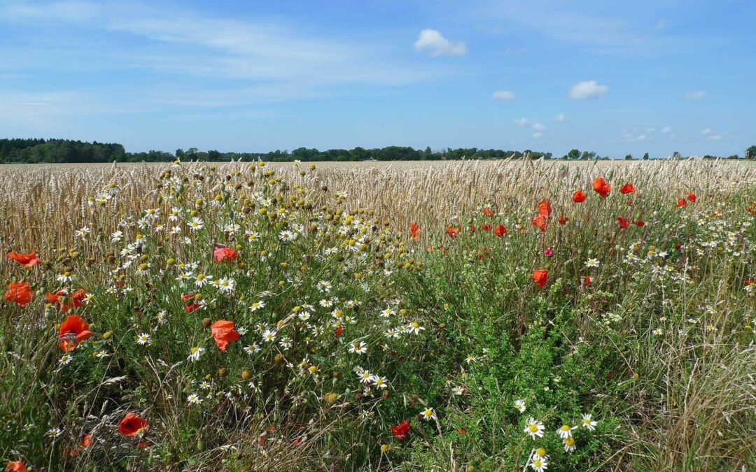 Schaatspret februari 2018