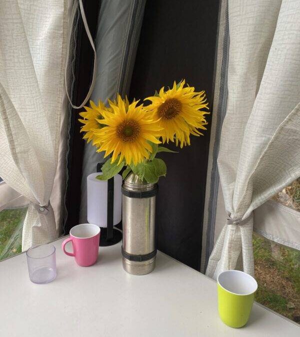 Groningstalige Start-up