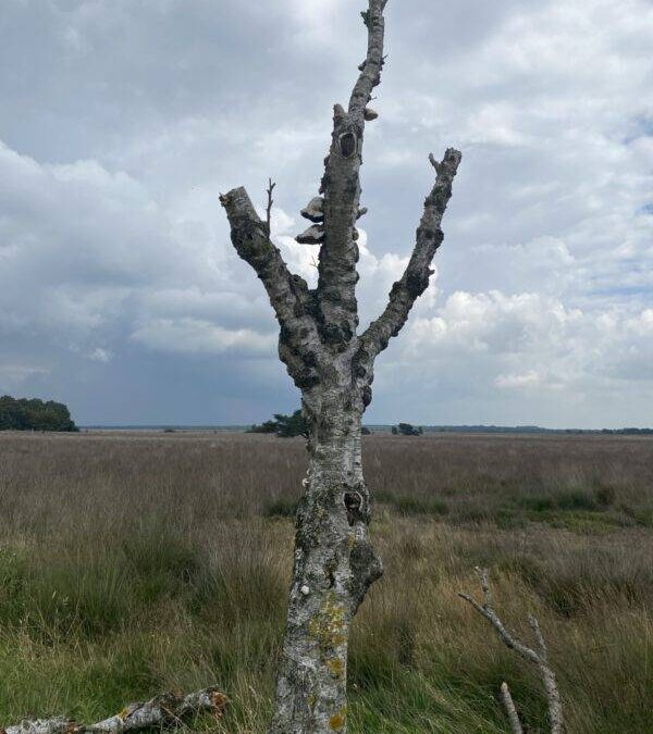 Wat is uw e-mailadres