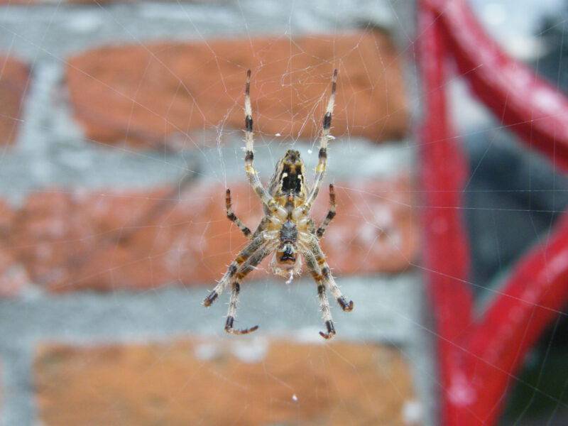 Over de spin en het web