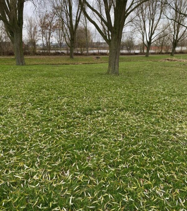 Ijsbaan in de verte