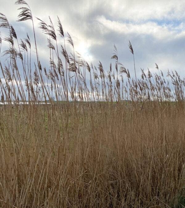 Het wordt wat lichter