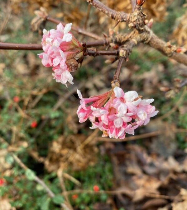 Gesneuvelde voornemens