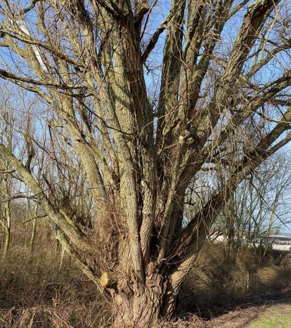 Idealen ofwel blijven geloven in het best mogelijke.
