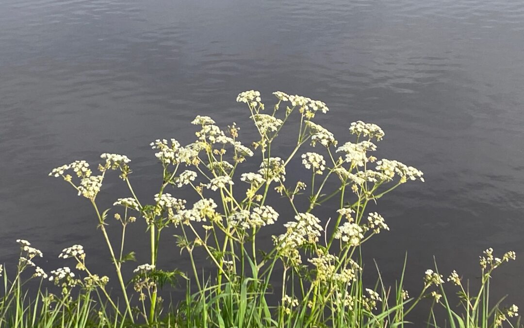 Licht en donker