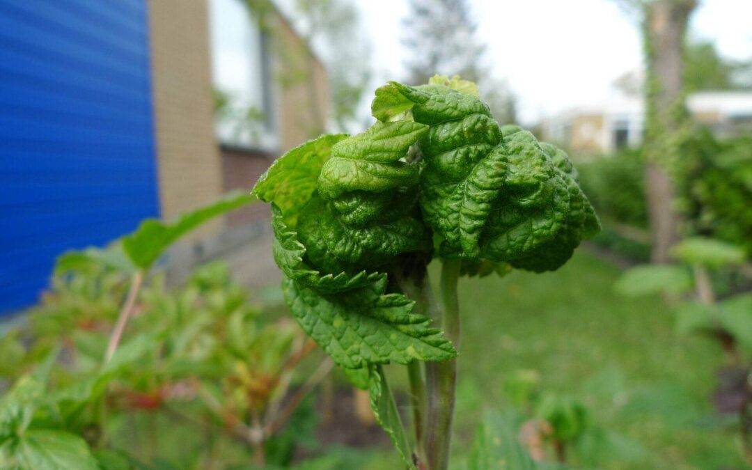 Het beertje en de chaos in de wereld