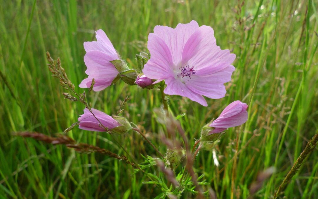 Drie keer sorry of meer…