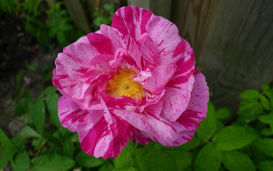 Kadootje van Franklin