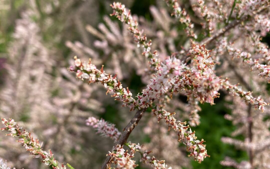 Twee kraaien op het hek