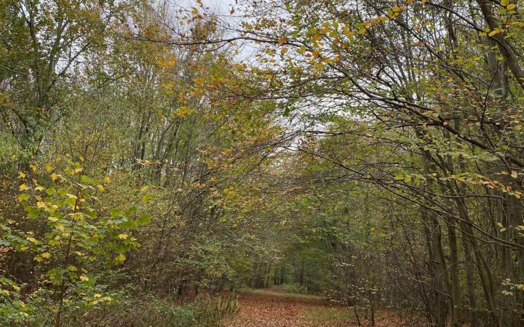 Blad, blader, bladerst