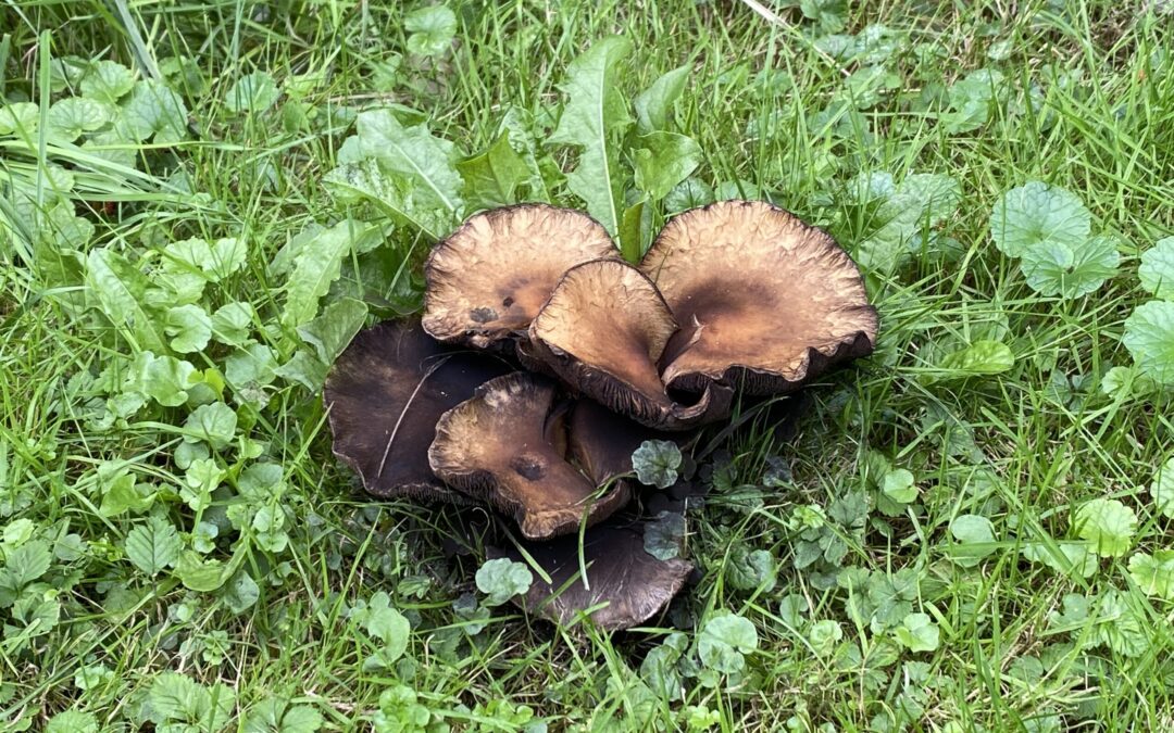 Vliegen met een groepje