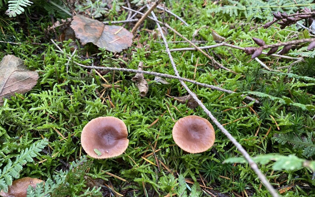 Wat doe jij hier nou?