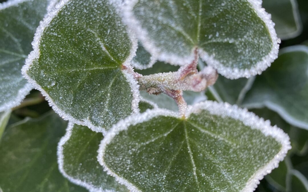Scheuvellopen of schaatsen