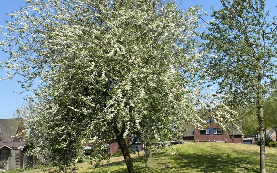 Mooie wandelingen in Appingedam