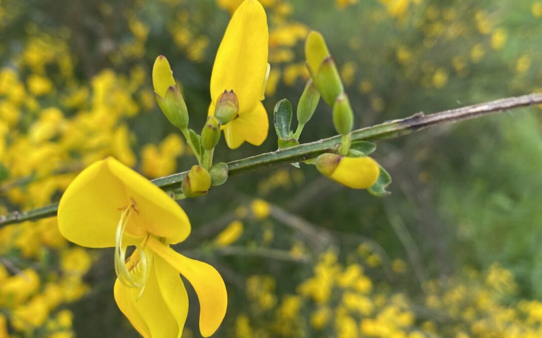 Vormen en .. tja wat…