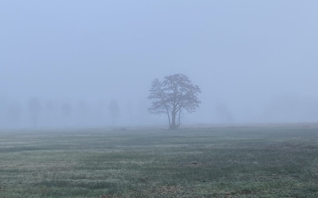 Over een beetje mist enzo