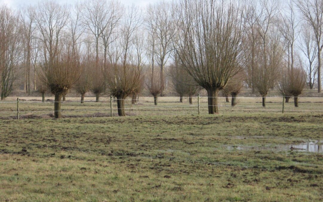 Over wilgen en een gitaar