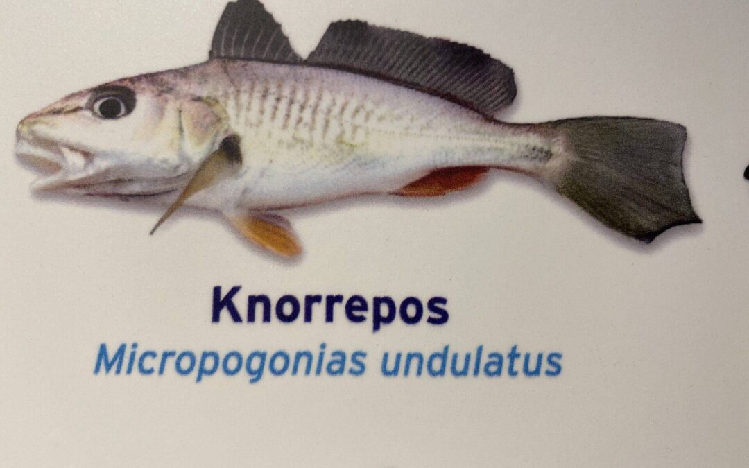 Knorrepos